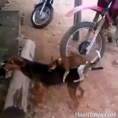 India Ke Kutte Bhi Tharki Hain Hahaha