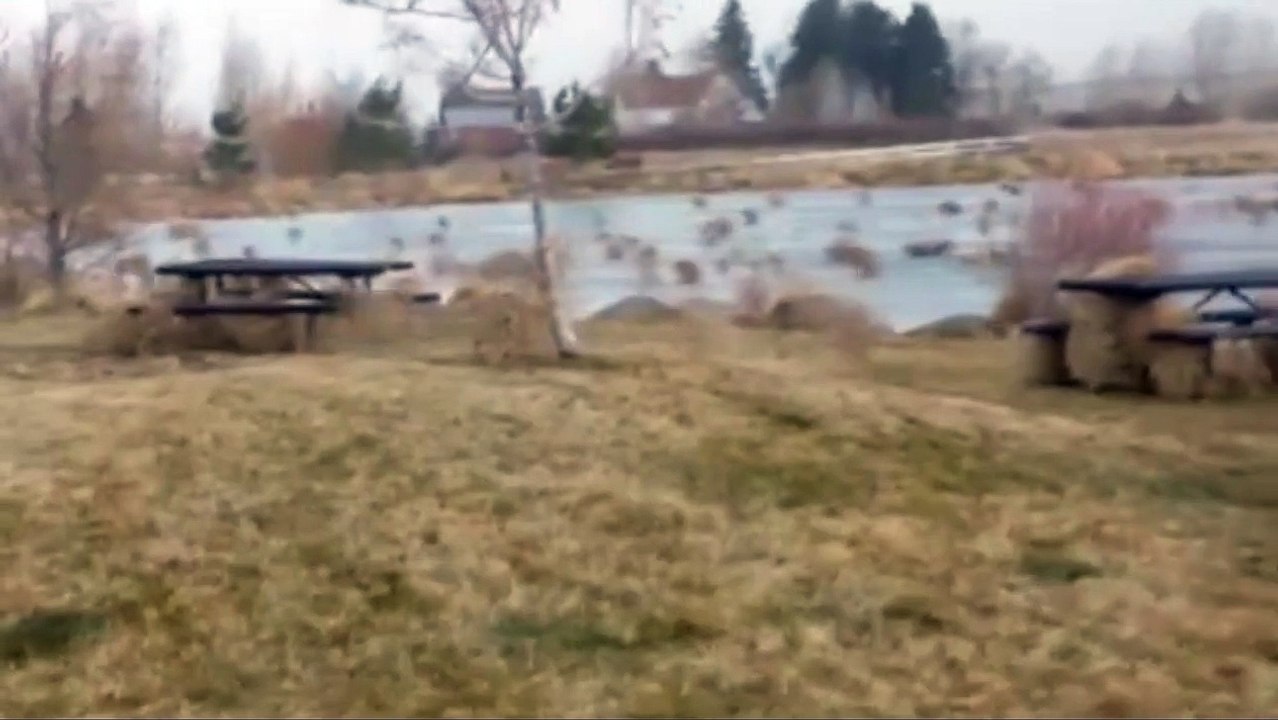 Mille boules d'herbes sauvages traversent l'Alabama