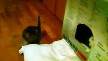 taminus@mail.ru