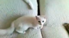 danila.vokuev@mail.ru