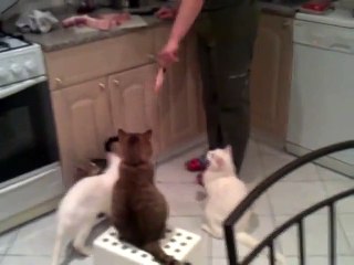 den.krakovskiy@mail.ru