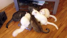 megasilk@mail.ru