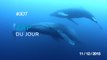 ZAP DU JOUR #307 : Danny MacAskill - Cascadia / Incroyable rencontre entre 2 baleines et des plongeurs /