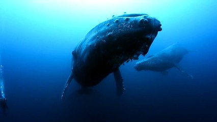 Baleine à bosses