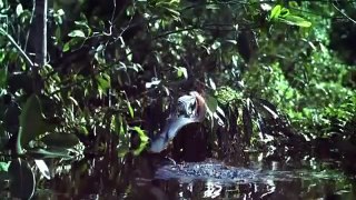 Equator Rivers of the Sun Amazonia