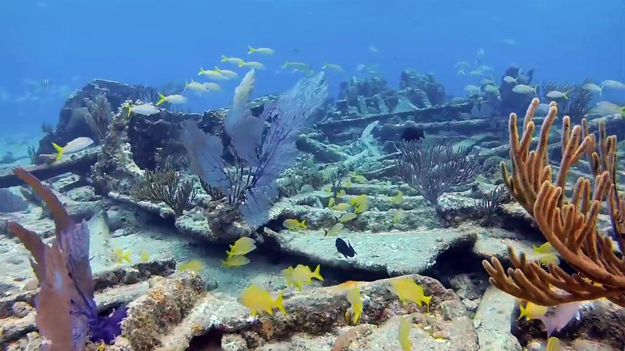 GoPro HD  Shark Riders - Introducing GoPro s New Dive Housing