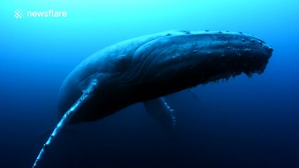 Sad humpback whale mourns the loss of her baby on camera
