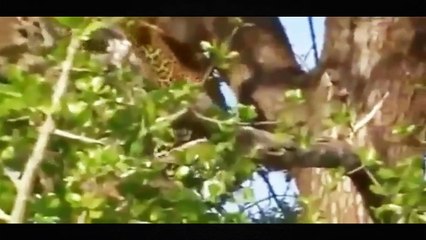 Documentary Animals Full Amazing English - Wild Documentary Animals 2015 - Shap Lions Chan