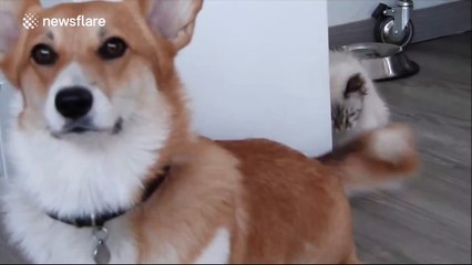 Corgi dog suffers kitten abuse