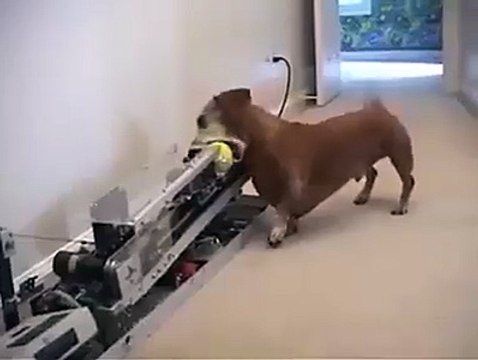 This dog doesn't need owner anymore... Smart pet