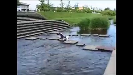 Un singe promène son chien... Oui oui