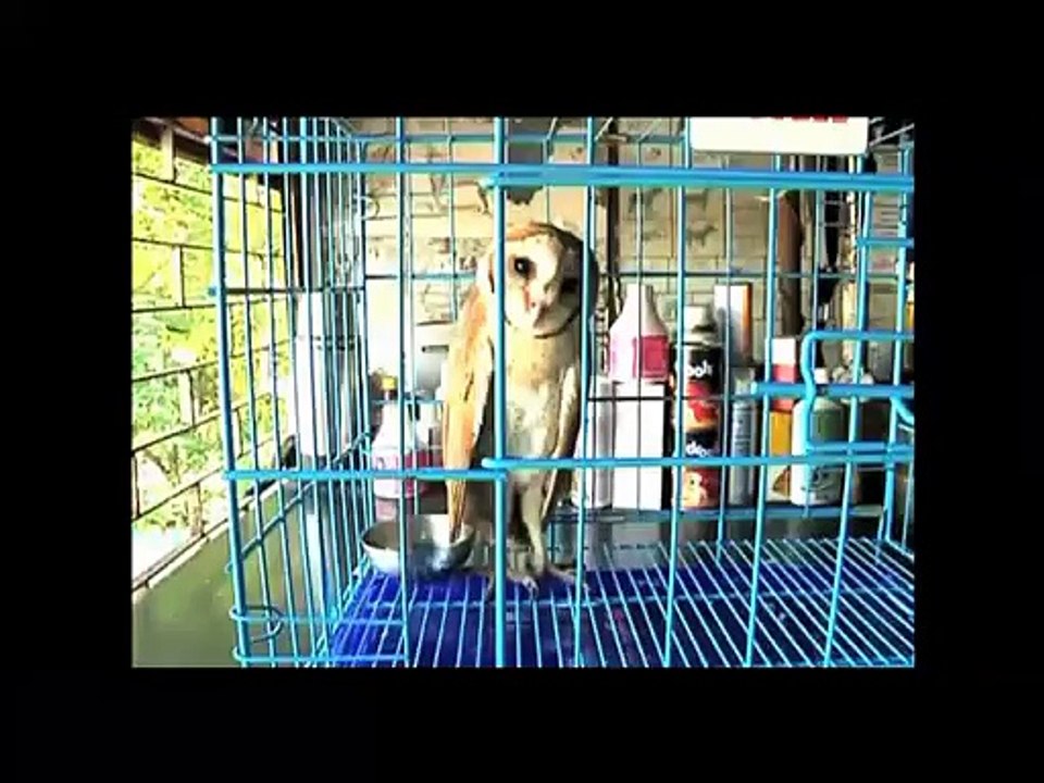 OWL RESCUE