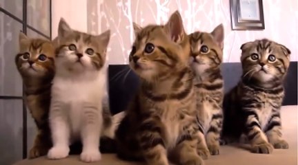 Rửa mặt như mèo ♫ Nhạc thiếu nhi cho bé yêu