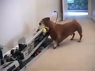 Ce chien n'a plus besoin de maitre... Il joue tout seul!