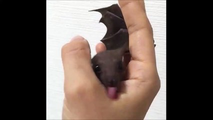 Télécharger la video: Un bébé chauve-souris adorable!