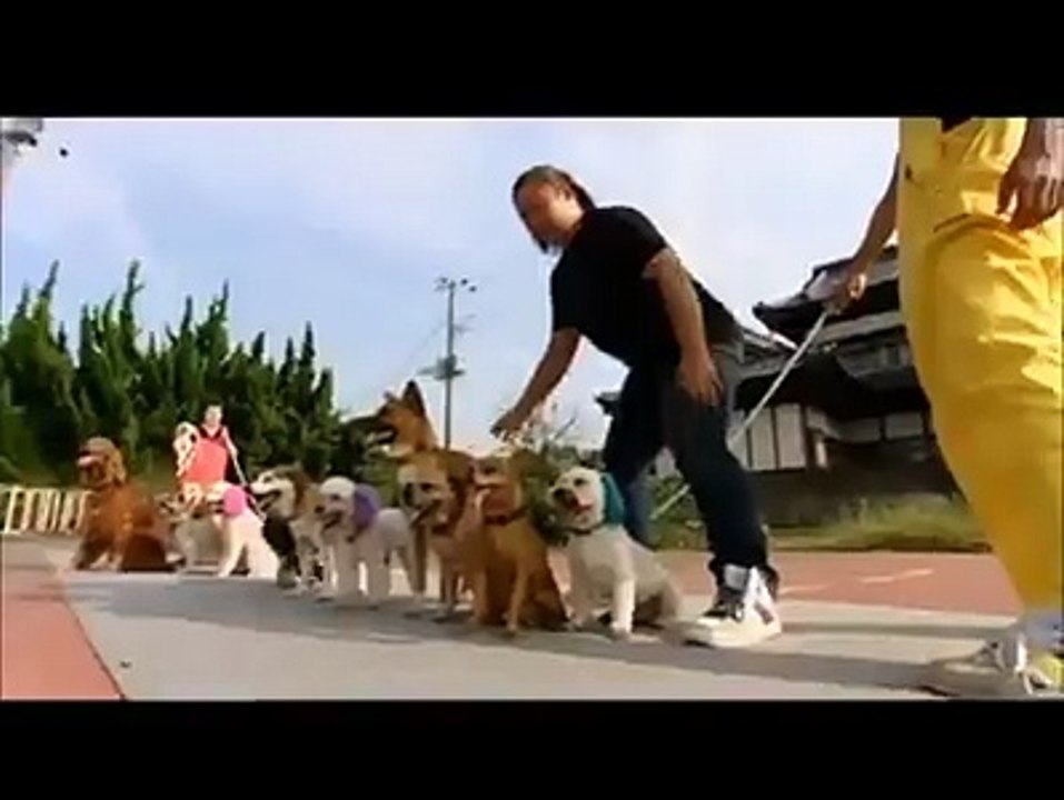 funny dog