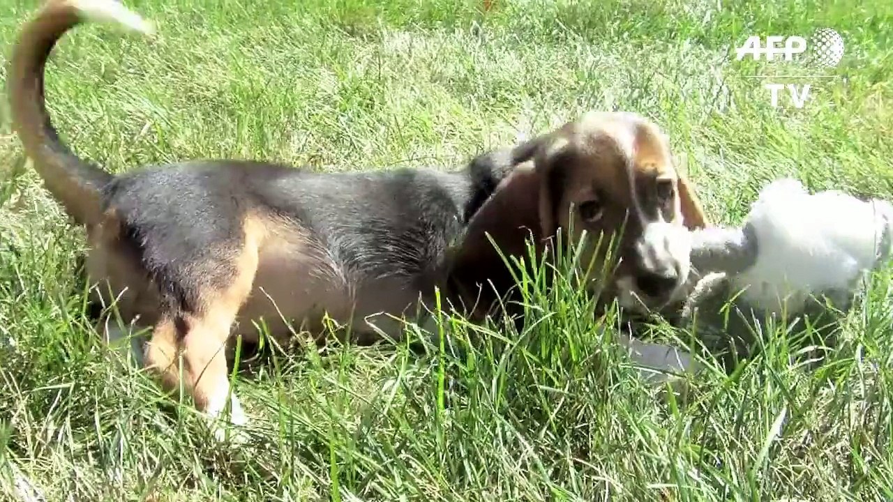 Hunde aus dem Reagenzglas sind putzmunter