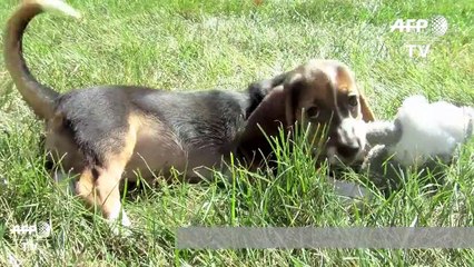 Naissance de chiots éprouvette aux Etats-Unis
