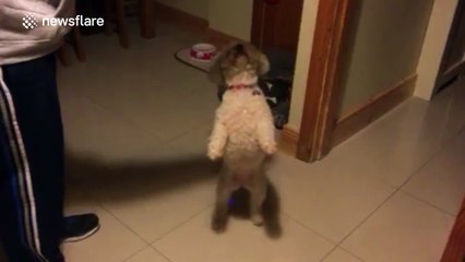 Cute puppy bounces up and down for treat