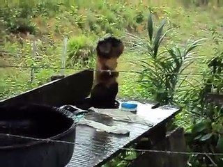 Un singe fait sa lessive