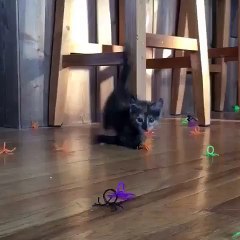 How to train your cat to kill spiders.