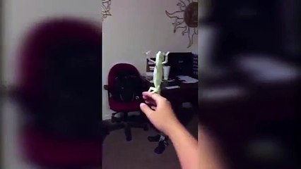Un Caméléon s'amuse à éclater des bulles