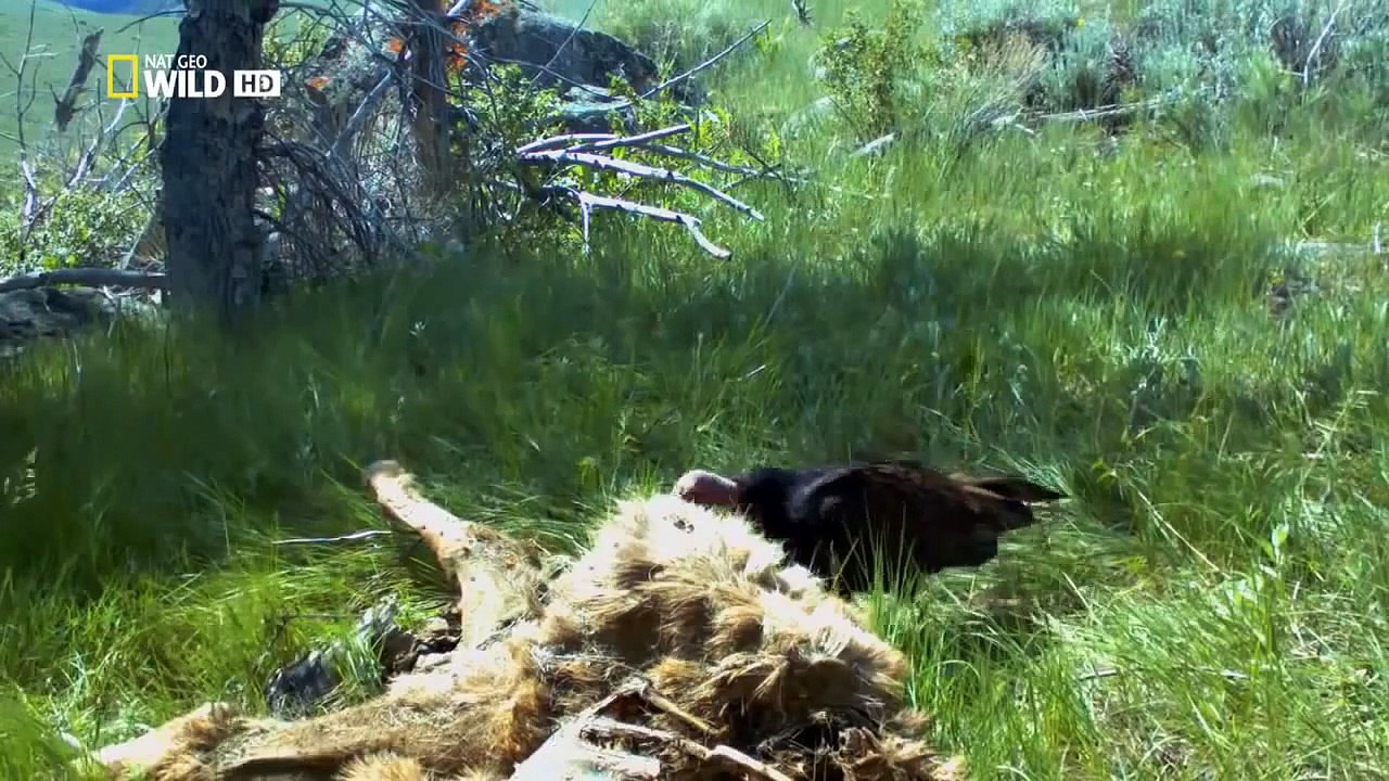 The Wild Yellowstone Wild discovery channel - National Geographic documentary - Animal pla
