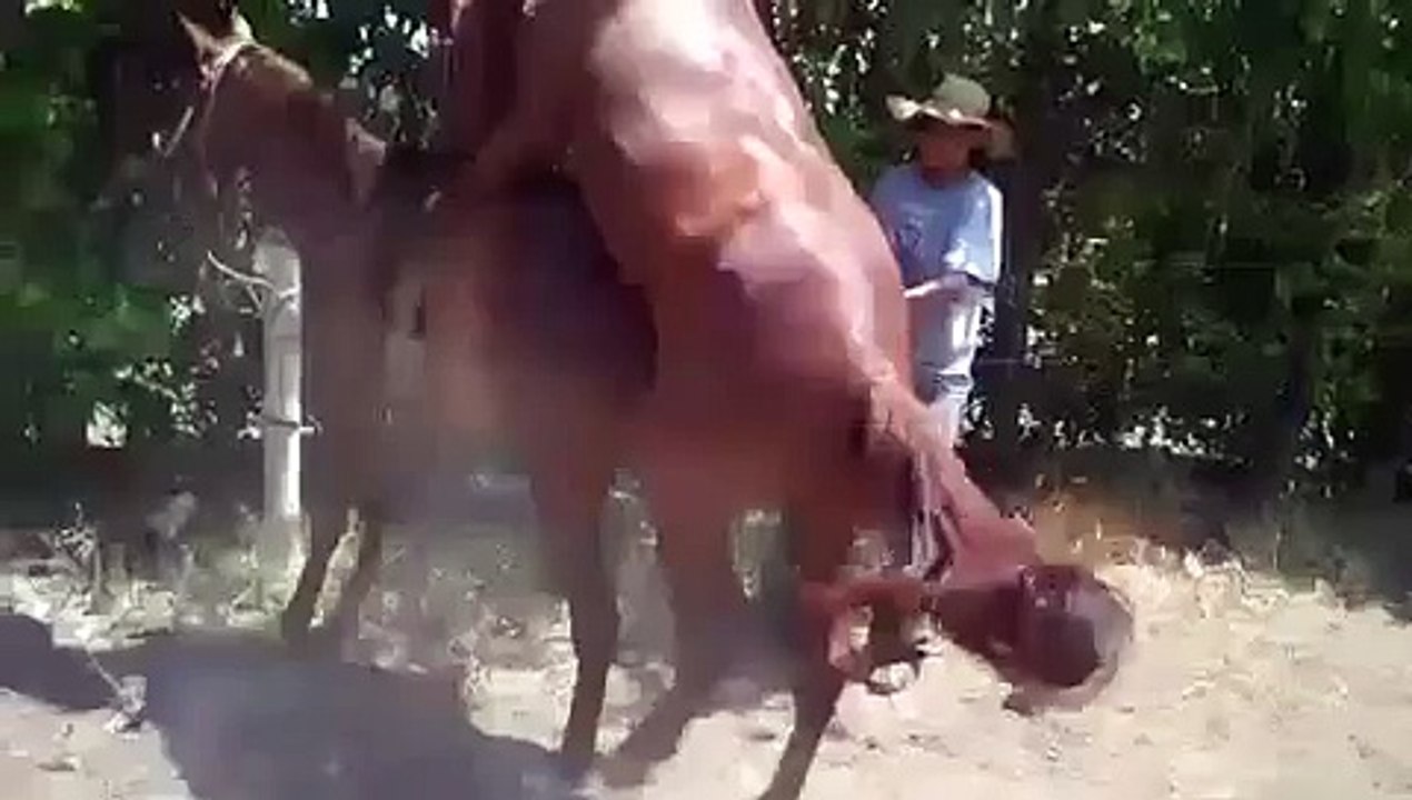 Funny animals videos  Animals mate Reproduction Alegria Monta Animal mate    animals life