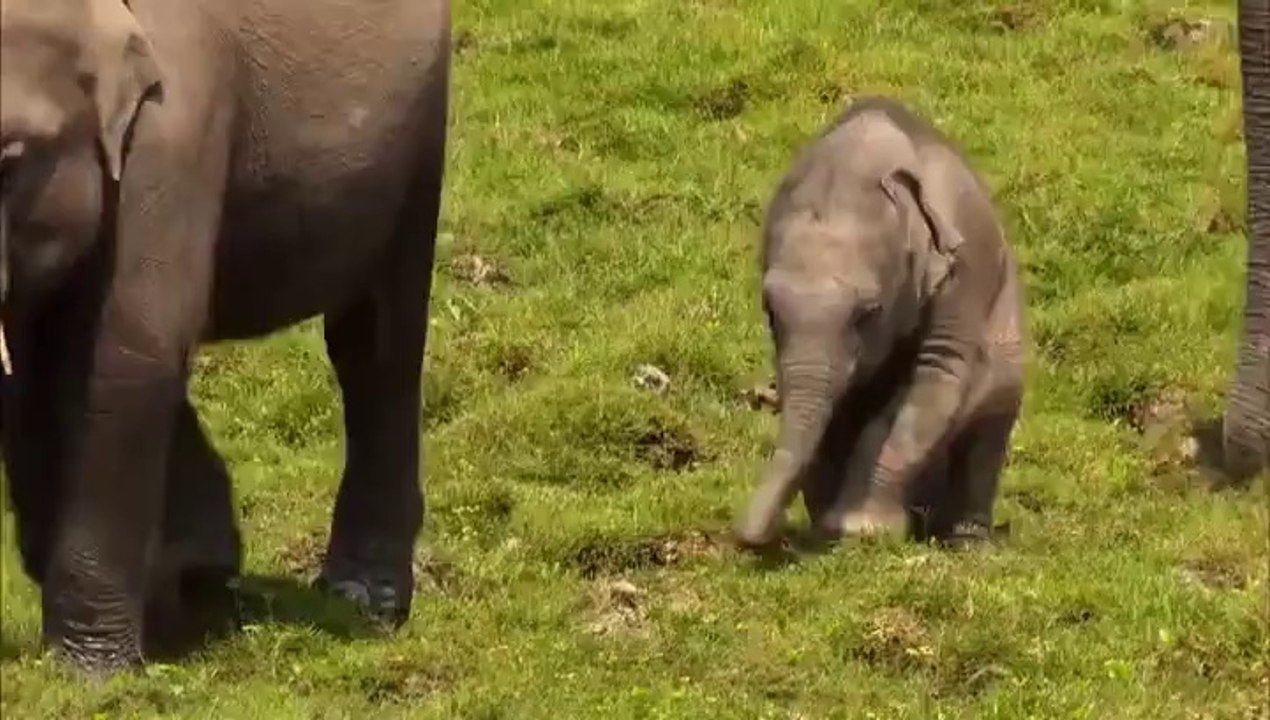 Tropical wildlife of india