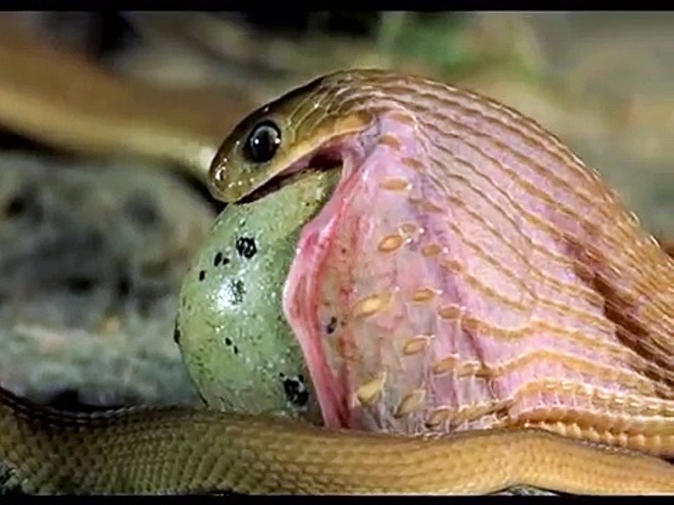 Snake try to eat big egg
