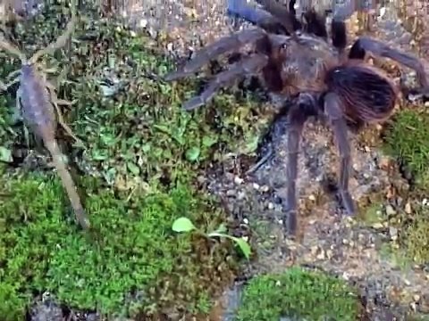 Tarantula hunts Scorpion