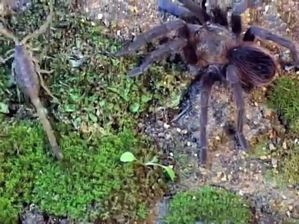 Tarantula hunts Scorpion
