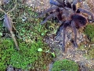 Tarantula hunts Scorpion