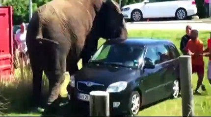 crazy elephant - what do elephants eat & all about elephants