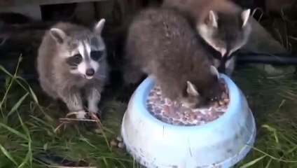 Самые прикольные животные)