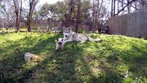 Hybrid wolfdog is very protective of the new kitten