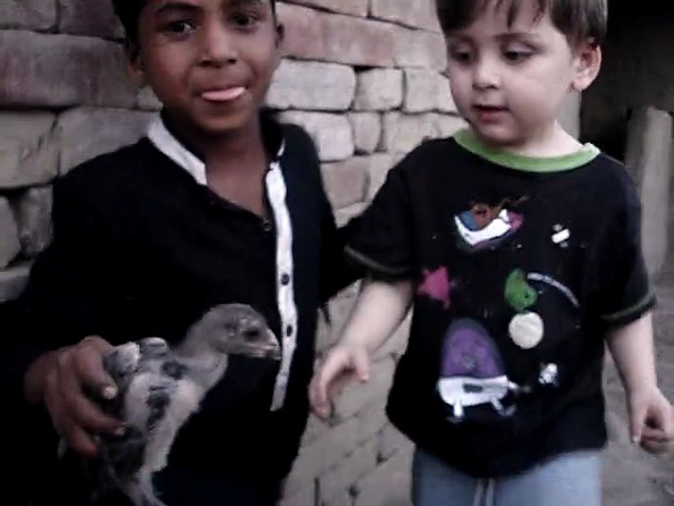 Post:Khalid Asghar.Sufian, son of my son, came from Germany in Pakistan and desired a chick.