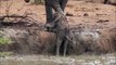 This elephant calf stuck in the mud symbolizes all of our struggles