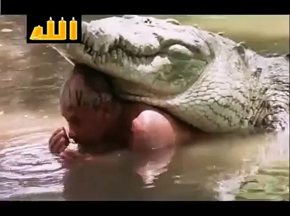 شاهد ماذا فعل هذا التمساح مع رجل أنقذ حياته من 25 سنة سبحان الله