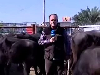 ‫ضربة قوية من ثور  لمذيع العراقية على الهواء‬ ههه