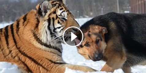 Dogs and tigers play together and become the best of friends.