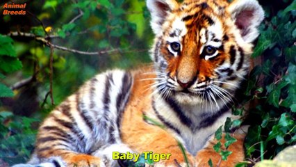 Best 10 Animals Baby | Cutest Baby Animals Animals World