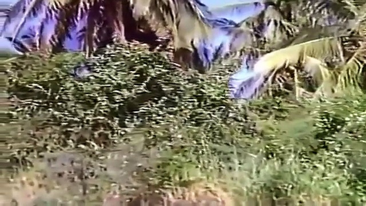 la isla de los hombres solos mario almada peliculas mexicanas epoca de oro