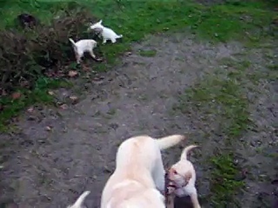 bébés labradors du domaine de la sauvagine (14)vieux pont en auge