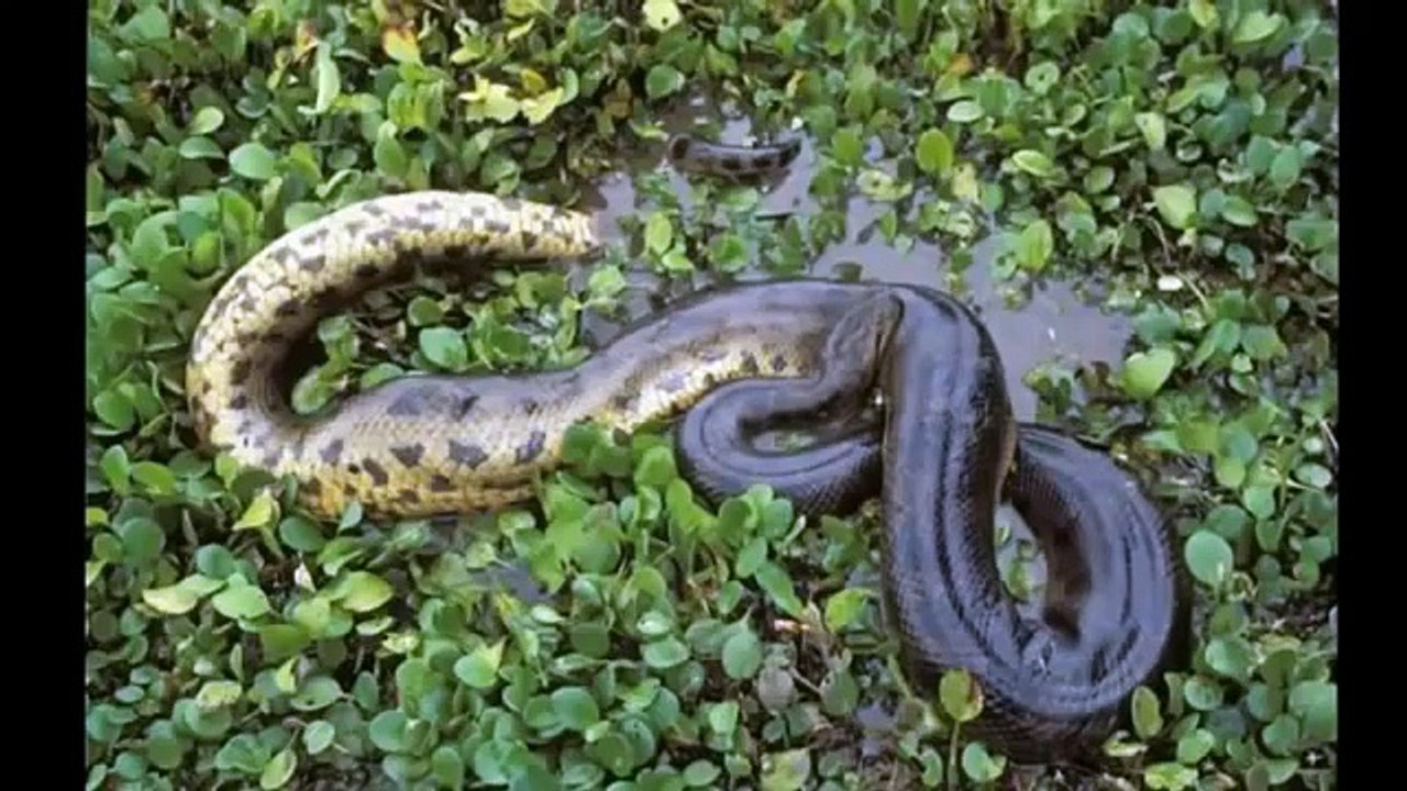 Berita Heboh Penemuan Ular Terbesar Di Dunia, benarkah di Indonesia