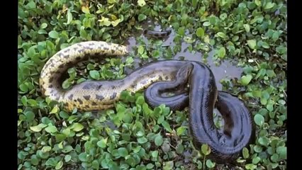 Berita Heboh Penemuan Ular Terbesar Di Dunia, benarkah di Indonesia