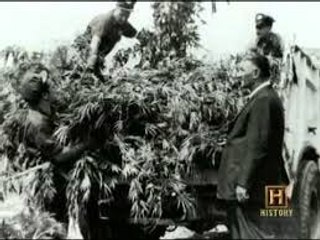 Ilegal Drugs - Marijuana , Amphetamine