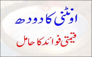 Oontni Ka Doodh Qeemti Fawaid Ka Hamil