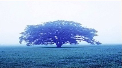 【リラックスBGM】雨音3時間/Raining 3 hours/Nature sounds Chill out music