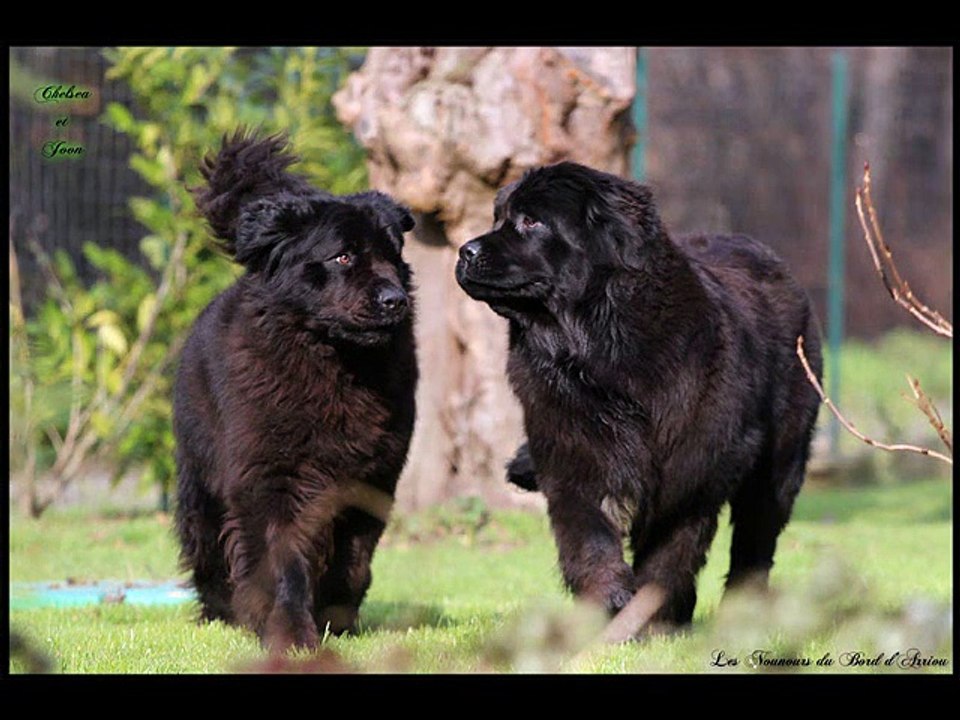 Les Nounours du Bord d'Arriou 2015
